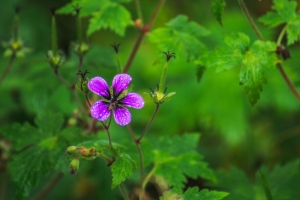 花 花瓣 蜜蜂 滴 雨 宏观 4k壁纸 3840x2160