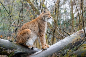 山猫 大猫 动物 捕食者 日志 4k壁纸 3840x2160