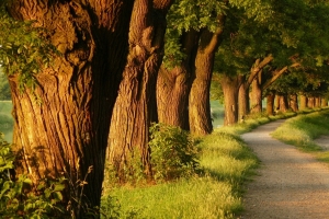 公园小路花草树木风景摄影图片