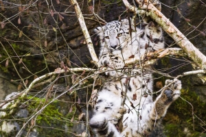 雪豹 大猫 捕食者 树 树枝 4k壁纸 3840x2160