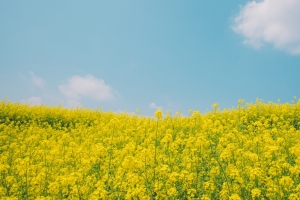 油菜花 蓝天 白云 风景高清4k壁纸