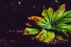 叶子 植物 雕刻 秋天 阴影 特写 4k壁纸 3840x2160