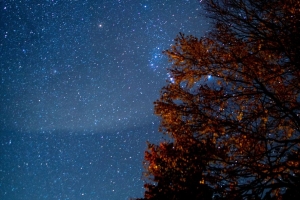 树 星空 夜晚 星星 黑暗 4k壁纸 3840x2160