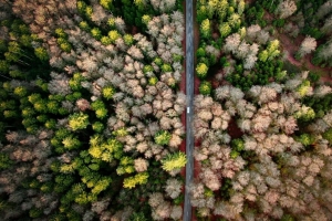 道路 鸟瞰图 森林 标记 4k壁纸 3840x2160