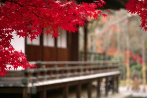 红色室外树叶模糊外景