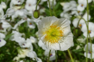 罂粟 花 夏天 开花 4k壁纸 3840x2160