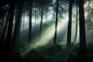 穿透森林的阳光4K风景壁纸