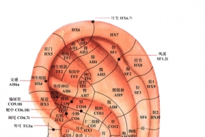 人体耳朵穴位细分