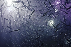 鱼 海 深度 海底世界 4k壁纸 3840x2160