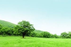 草坪草地背景