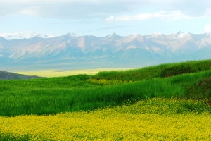 油菜花 山丘 黄色鲜花 黄色花朵 绿草