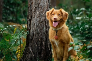 金毛猎犬 寻回犬 突出的舌头 树 4k壁纸 3840x2160