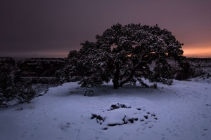 树 雪 冬天 晚上 雪 天空 4k壁纸 3840x2160