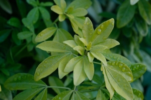  schefflera 叶子 植物 水滴 水 宏观 4k壁纸 3840x2160