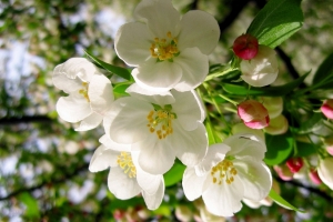 苹果树 白色苹果花图片