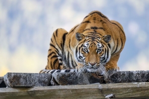 老虎 姿势 捕食者 大猫 野生动物 条纹 4k壁纸 3840x2160