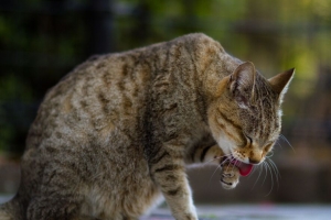 猫 突出的舌头 爪子 宠物 动物 4k壁纸 3840x2160