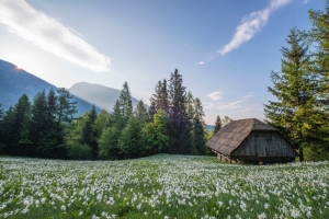 美丽的 山 树林 鲜花 木屋 4K风景壁纸