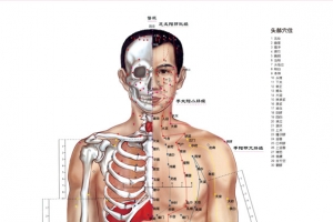 人体正面穴位骨骼分布