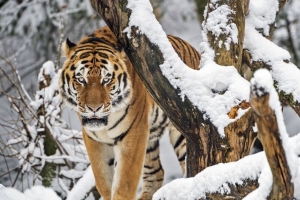 老虎 捕食者 动物 大猫 雪 树 4k壁纸 3840x2160