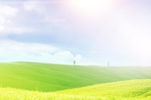 有机蔬菜景色banner