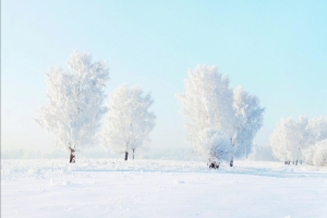 冬天 雪地 树 8K风景图片