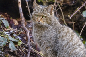 野猫 猫 动物 野生动物 4k壁纸 3840x2160