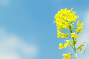 蓝天黄色油菜花