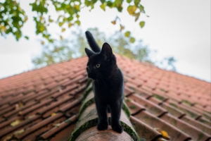 小黑猫,夏天,屋顶,图片