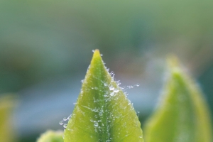 崂山绿茶茶芽4