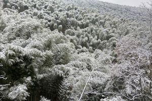 冬季竹林雪景2560x1600电脑壁纸