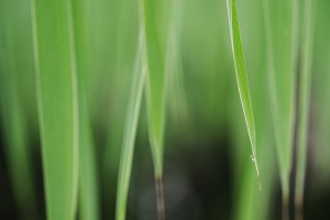 叶子 草 宏 植物 4k壁纸 3840x2160