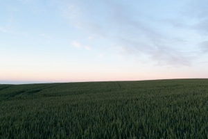 田野 植物 黄昏 风景 极简主义 4k壁纸 3840x2160