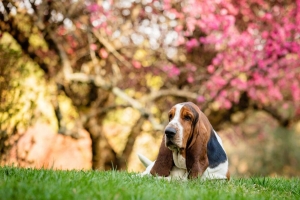 低音猎犬 狗 宠物 樱花 花 树 4k壁纸 3840x2160