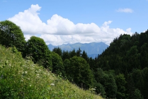 树木 斜坡 草地 风景 云 4k壁纸 3840x2160