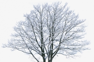 高清冬季雪花大树