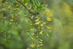 阿拉伯胶 黄色 芽 树枝 开花 4k壁纸 3840x2160