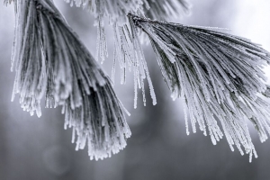 针 霜 雪 宏 冬季 4k壁纸 3840x2160