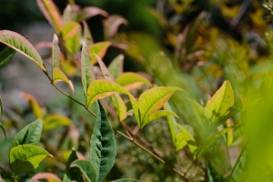  nandina 叶子 植物 树枝 绿色 4k壁纸 3840x2160