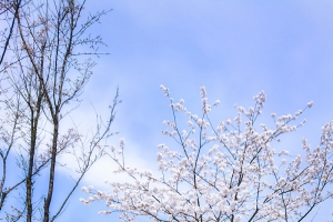 春季火车风景