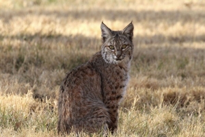 红色山猫 山猫 捕食者 野生动物 4k壁纸 3840x2160