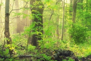 梦幻树林背景