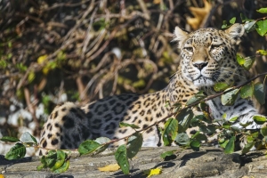 豹子 捕食者 动物 大猫 浏览 4k壁纸 3840x2160