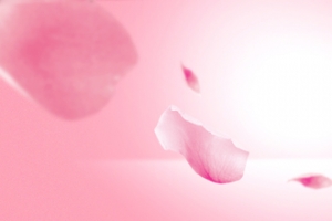 粉色玫瑰花开浪漫海报背景