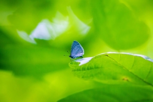 蝴蝶 昆虫 植物 叶子 宏观 4k壁纸 3840x2160