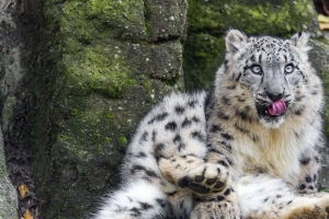 雪豹 大猫 捕食者 姿态 突出的舌头 4k壁纸 3840x2160