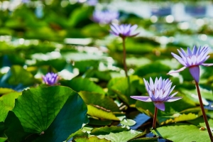 睡莲 植物 叶子 水 宏观 4k壁纸 3840x2160