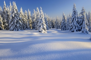 雪,雪花,雪地,冬季自然风景图片