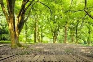 梦幻树林木板风景