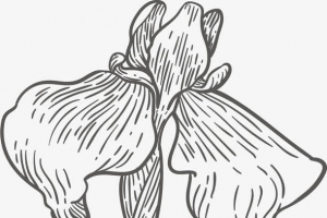 黑白线条手绘鸢尾花